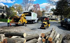 Best Tree Removal  in Durham, CA