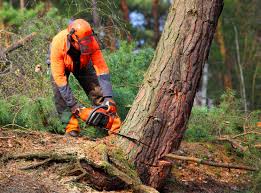 Best Root Management and Removal  in Durham, CA