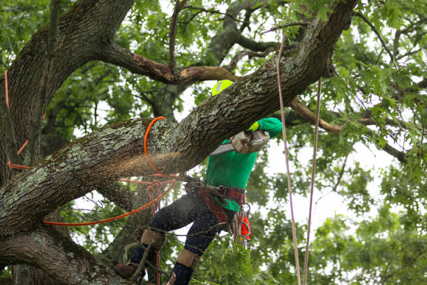 Best Tree Maintenance Programs  in Durham, CA