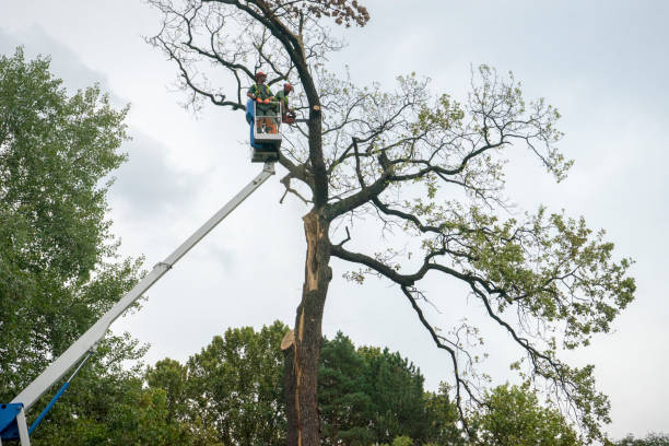 Best Leaf Removal  in Durham, CA