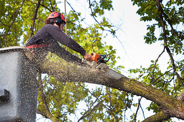 Best Tree Trimming and Pruning  in Durham, CA