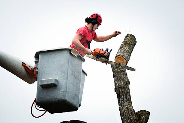 Best Hedge Trimming  in Durham, CA