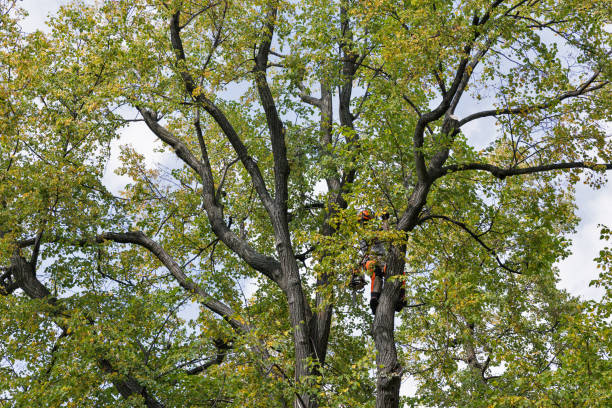 Best Tree Disease Treatment  in Durham, CA