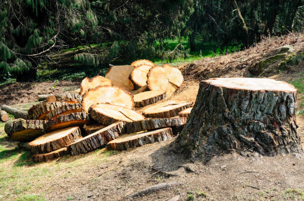 Best Seasonal Cleanup (Spring/Fall)  in Durham, CA